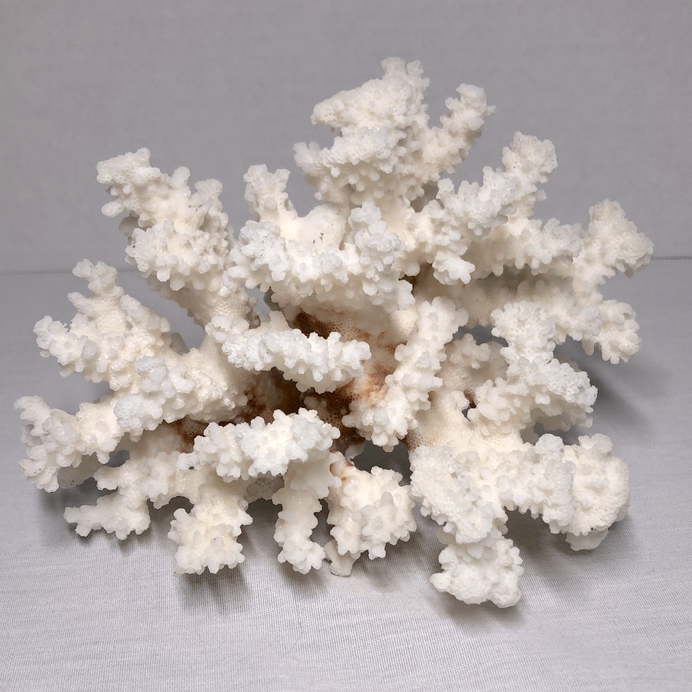 SEA CORAL TREE